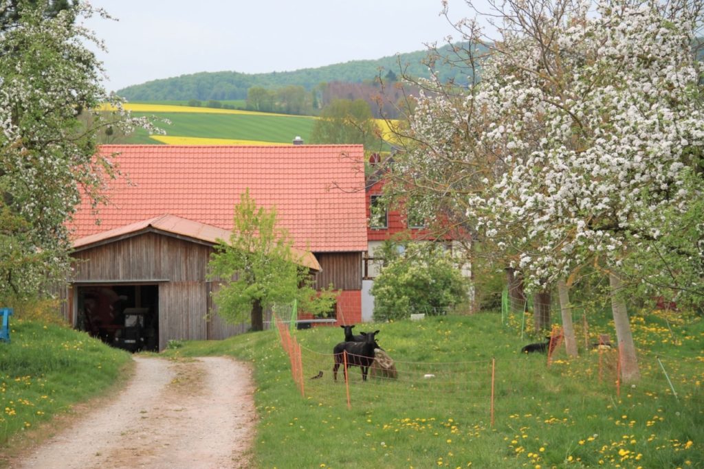 Beginn der Apfelbaumblüte