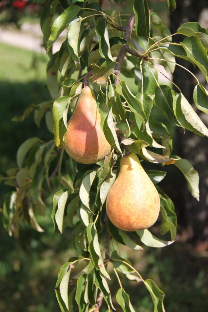 Birnenbaum